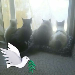 Meet your Posher, Shirley